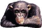 mein_affe.gif